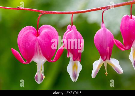 Close-up of the beautiful spring flowering Heart-shaped flowers of Bleeding Heart plant also known as Lamprocapnos spectabilis, Dicentra spectabilis Stock Photo