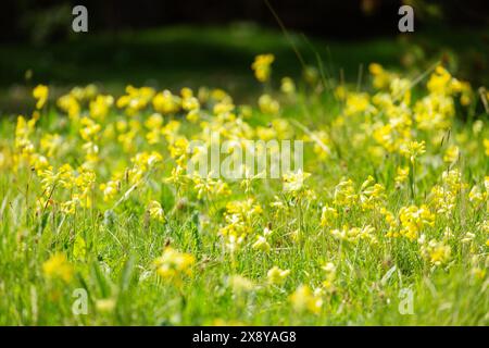 Primula veris, the cowslip, common cowslip, or cowslip primrose growing near Shell Bay Fife Scotland Stock Photo