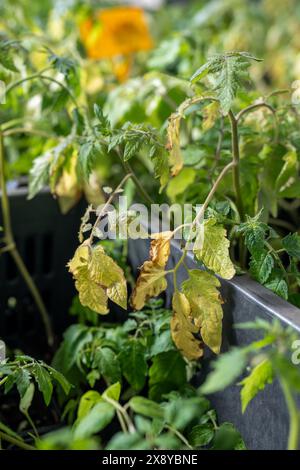 Fungal diseases of tomato leaves, septoria leaf spot, late blight.  Stock Photo