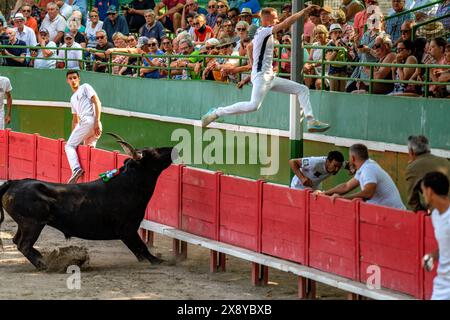 France, Gard, Aigues-Vives, course camarguaise, bull named Houss belonging to the Felix Ranch Stock Photo