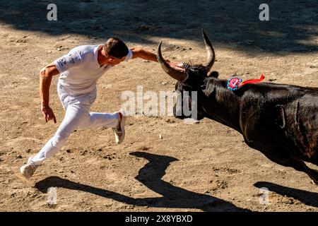 France, Gard, Aigues-Vives, course camarguaise, the bull named Christal belonging to the Cougourlier Ranch Stock Photo