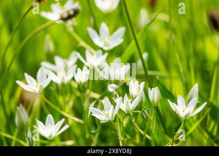 The Star of Bethlehem flower (Ornithogalum umbellatum) is a perennial flowering bulb Stock Photo