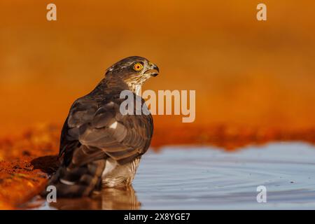 Spain, Castile, European Sparrowhawk (Accipiter nisus), , Adult female on the ground, drinking from a water hole Stock Photo