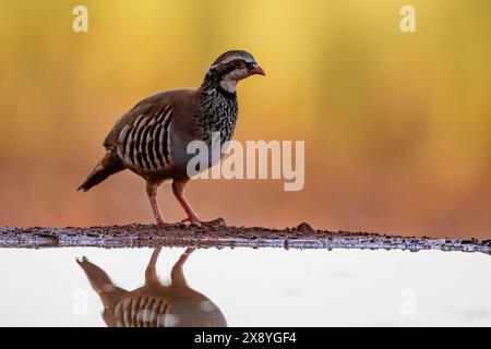 Spain, Castilla - La Mancha, Penalajo, Red Partridge (Alectoris rufa), on the ground, Adult Stock Photo