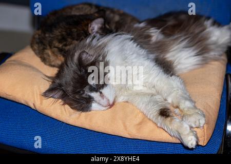 Two cats are peacefully lounging on a soft pillow positioned on a cozy blue chair Stock Photo