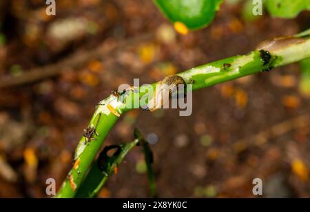 Slugs eating fresh green spring growth in a Scottish garden. Stock Photo