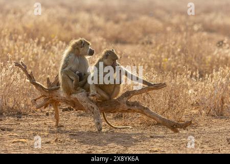 Kenya, Amboseli national park, yellow baboon (Papio hamadryas cynocephalus), female and baby Stock Photo