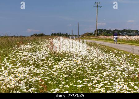 France, Morbihan, Belle-Ile-en-Mer, Le Palais, bike ride in spring Stock Photo