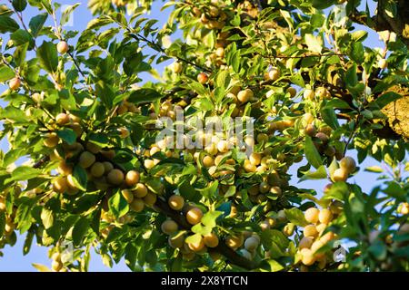 France, Meurthe et Moselle, Rozelieures, fruits of the ripe Mirabelle plum, La Mirabelle de Lorraine labeled Protected Geographical Indication (PGI) i Stock Photo