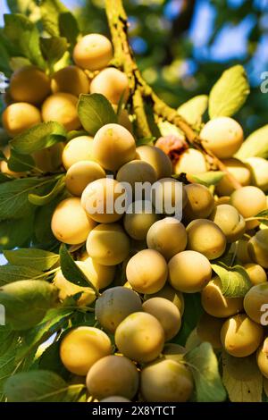 France, Meurthe et Moselle, Rozelieures, fruits of the ripe Mirabelle plum, La Mirabelle de Lorraine labeled Protected Geographical Indication (PGI) i Stock Photo