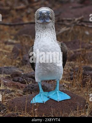 blue-footed booby (Sula nebouxii), standing on a rock, Ecuador, Galapagos Islands Stock Photo