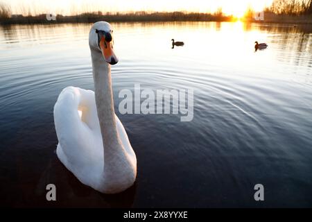 mute swan (Cygnus olor), swimming on a lake in the evening light, Netherlands, South Holland Stock Photo