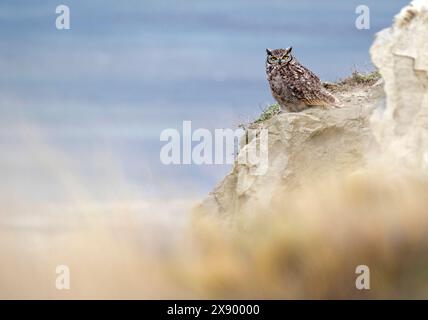 Lesser Horned Owl, Magellanic Horned Owl  (Bubo magellanicus), resting on a rock during daytime, Chile, Tierra del Fuego National Park Stock Photo