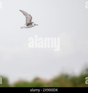 white-winged black tern (Chlidonias leucopterus), second calendar year White-winged Tern in flight, Uganda Stock Photo