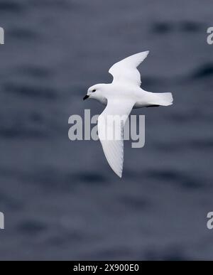 snow petrel (Pagodroma nivea), in flight over the sea. They have the most southerly breeding sites of any bird, inland in Antarctica., Antarctica Stock Photo