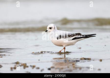 ross's gull (Rhodostethia rosea), on the beach, Belgium, Nieuwpoort Stock Photo