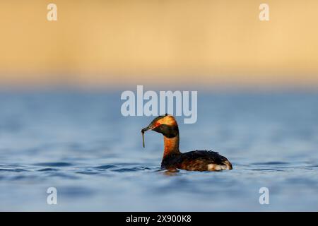 Slavonian grebe (Podiceps auritus), swims on a lake with food in its beak, in summer plumage, Netherlands, South Holland, Rottemeren Stock Photo