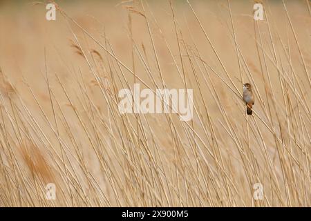 savi's warbler (Locustella luscinioides), singing male in the reeds, Netherlands, South Holland, Rottemeren Stock Photo