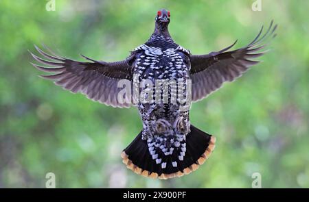 Spruce grouse (Dendragapus canadiensis, Falcipennis canadensis), adult in a boreal forest, USA, Alaska Stock Photo