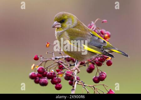 western greenfinch, European greenfinch; greenfinch (Carduelis chloris, Chloris chloris), male perching on a twig with rowanberries, side view, Italy, Stock Photo