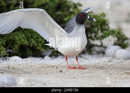 Swallow-tailed Gull (Creagrus furcatus), sits on the ground and stretches out its wings, Ecuador, Galapagos Islands Stock Photo