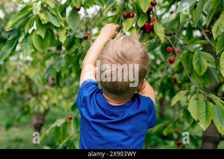 A boy picking cherries in the orchard. Stock Photo