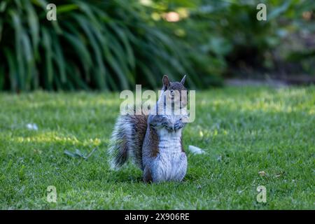A close up of a grey squirrel sat on a lawn in springtime, with a shallow depth of field Stock Photo