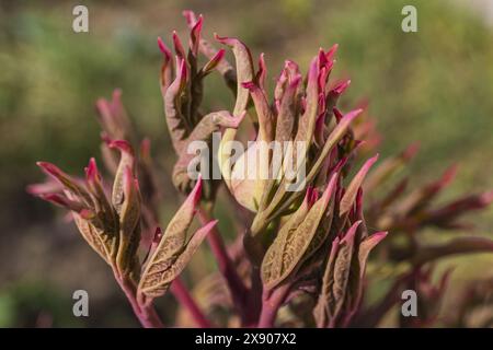 Young spring brown-pink shoots and bud of tree peony close-up on green blurred background Stock Photo