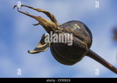 Dried dark rose fruit on a stem close-up against the blue sky, botanical macro photography Stock Photo