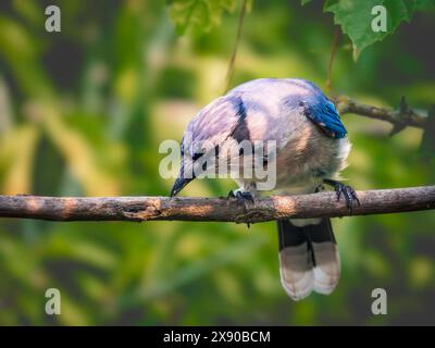 A close-up shot of a blue jay perched on a twig on a blurred natural green background Stock Photo