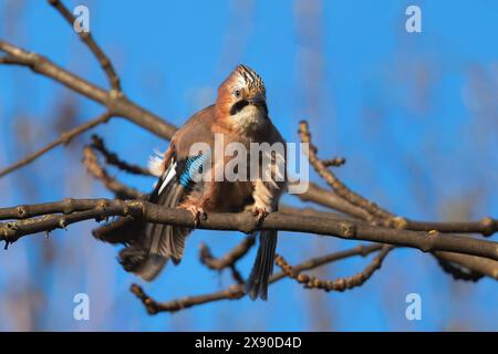 eurasian jay standing on a branch (Garrulus glandarius) over blue sky Stock Photo