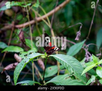 Close up of Small postman butterfly (Heliconius erato) Stock Photo