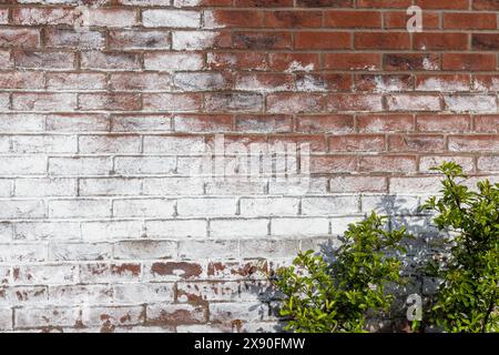 Efflorescence salts leaching from new brick mortar, Llanfoist, Wales, UK Stock Photo