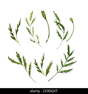 Green leaves from marigold flower plant. Elegant herbs and foliage with floral buds. Hand drawn watercolor illustration isolated on white background. Stock Photo