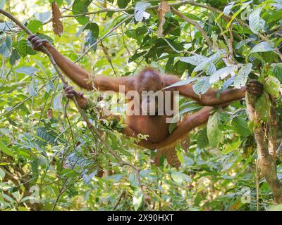 Bornean Orangutan  Pongo pygmaeus Sabah, Malaysia, Borneo, SE Asia MA004745 Stock Photo