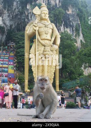 Long Tailed Macaque at Batu Caves Hindu Temple Macaca fascicularis Malaysia, SE Asia MA004824 Stock Photo