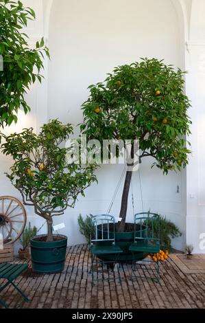 Vienna, Austria. Cultivation of citrus plants Stock Photo