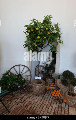 Vienna, Austria. Cultivation of citrus plants Stock Photo
