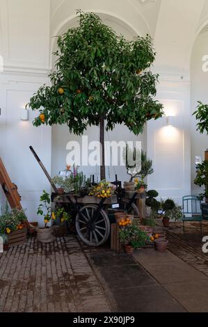 Vienna, Austria. Cultivation of citrus plants Stock Photo