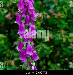 Common foxglove (Digitalis purpurea) in flower Stock Photo