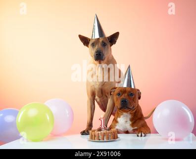A Thai Ridgeback and a Staffordshire Bull Terrier celebrate a festive occasion, adorned with party hats and surrounded by colorful balloons Stock Photo
