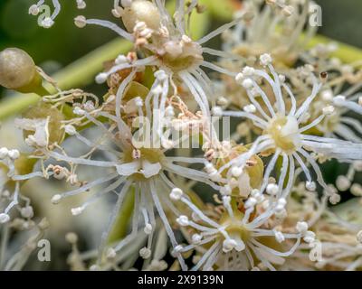 Macro shot of Hydrangea petiolaris flowers in blossom Stock Photo