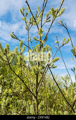 Female catkins of goat willow Salix caprea growing on a branch in spring England UK United Kingdom GB Great Britain Stock Photo