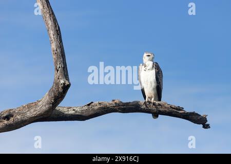 Juvenile Crowned Eagle Soaring: Serengeti's Majesty Stock Photo