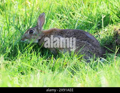 A Wild Rabbit (Oryctolagus cuniculus) in the Cotswold Hills Gloucestershire UK Stock Photo
