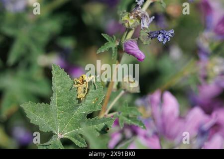 Mallow weevil (Lixus augustatus) walking on leaf of Malva sylvestris plant, Alcoy, Spain Stock Photo