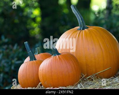 Three pumpkins in different sizes on a pile of straw in front of a green, wooded background, orange pumpkins on straw bales in the garden, borken Stock Photo