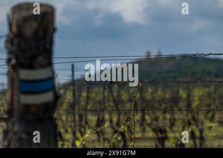 Wineyard in sunny spring cloudy day near Mikulov town in Palava area Stock Photo