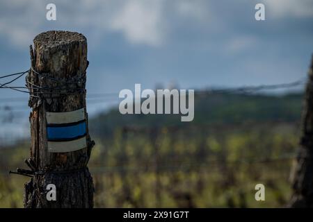 Wineyard in sunny spring cloudy day near Mikulov town in Palava area Stock Photo