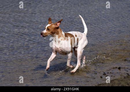 Brown white dog running in shallow water on the shore Stock Photo